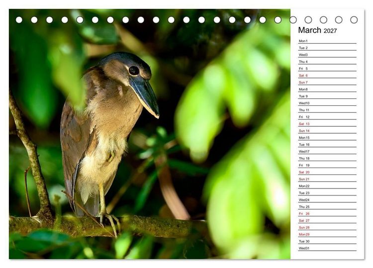 Produktbild: Feel the Wild &ndash; Costa Rica (Desk Calendar 2027 DIN A5 landscape), CALVENDO 12 Month DeskCalendar