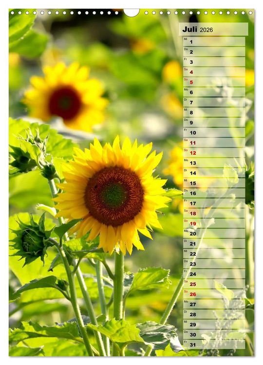 Produktbild: Leuchtende Sonnenblumen, sonnige Aussichten das ganze Jahr (Wandkalender 2026 DIN A3 hoch), CALVENDO Monatskalender