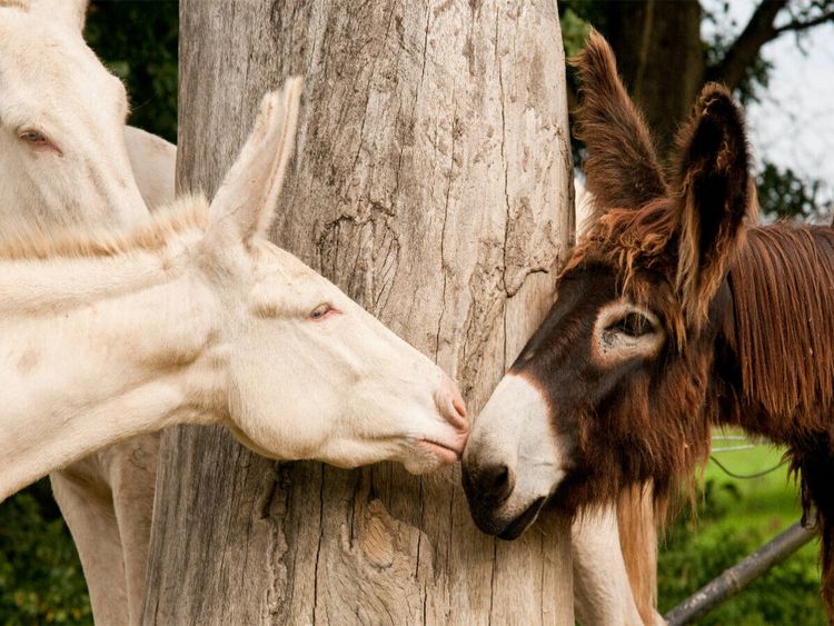 Produktbild: CALVENDO Puzzle Poitou Esel und wei&szlig;er Esel | 1000 Teile Lege-Gr&ouml;&szlig;e 64x48cm Foto-Puzzle f&uuml;r gl&uuml;ckliche Stunden