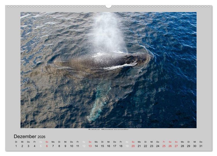 Produktbild: Tierleben in der Antarktis (Wandkalender 2026 DIN A2 quer), CALVENDO Monatskalender