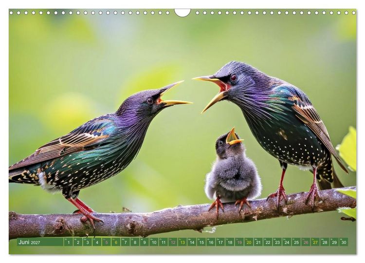 Produktbild: Tierkinder der L&uuml;fte - Vogelwelt (Wandkalender 2027 DIN A3 quer), CALVENDO Monatskalender