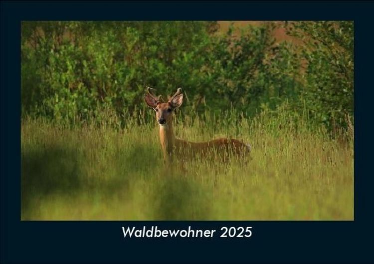 Produktbild: Waldbewohner 2025 Fotokalender DIN A5