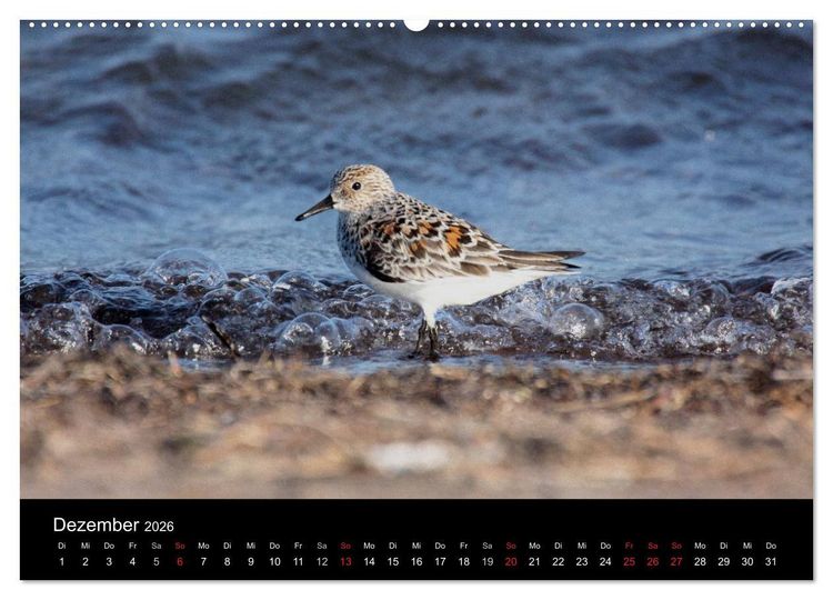 Produktbild: Limikolen Watv&ouml;gel auf dem Zug (hochwertiger Premium Wandkalender 2026 DIN A2 quer), Kunstdruck in Hochglanz