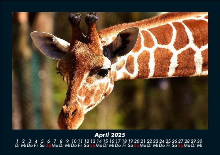 Produktbild: Giraffen 2025 Fotokalender DIN A5
