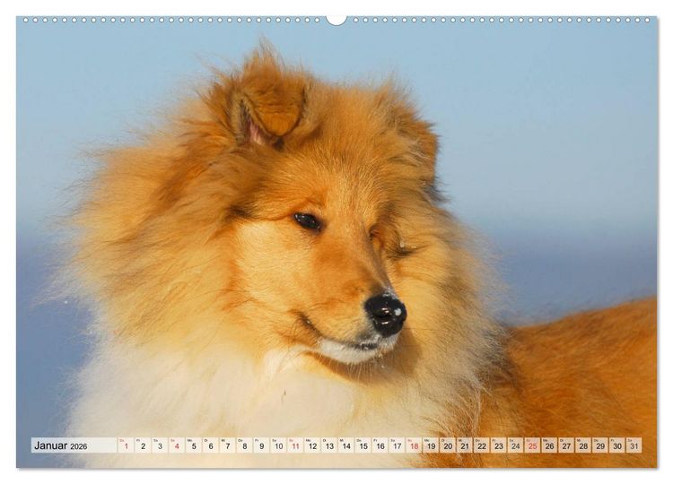 Produktbild: Collie - Das Gl&uuml;ck hat 4 Pfoten (Wandkalender 2026 DIN A2 quer), CALVENDO Monatskalender
