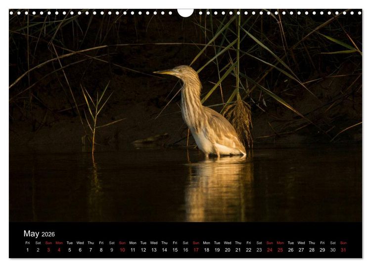 Produktbild: World of Heron (Wall Calendar 2026 DIN A3 landscape), CALVENDO 12 Month Wall Calendar