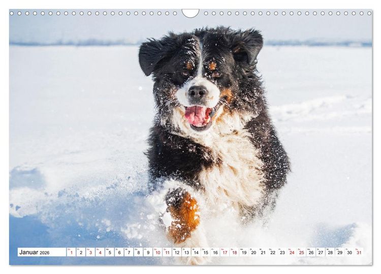 Produktbild: Berner Sennenhunde - Freunde f&uuml;r ein ganzes Leben (Wandkalender 2026 DIN A3 quer), CALVENDO Monatskalender