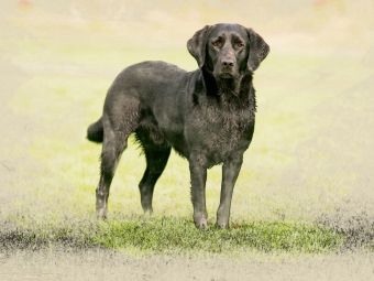Produktbild: CALVENDO Puzzle Ein Motiv aus dem Kalender Labrador Retriever 2017 | 1000 Teile Lege-Gr&ouml;&szlig;e 64x48cm Foto-Puzzle f&uuml;r gl&uuml;ckliche Stunden