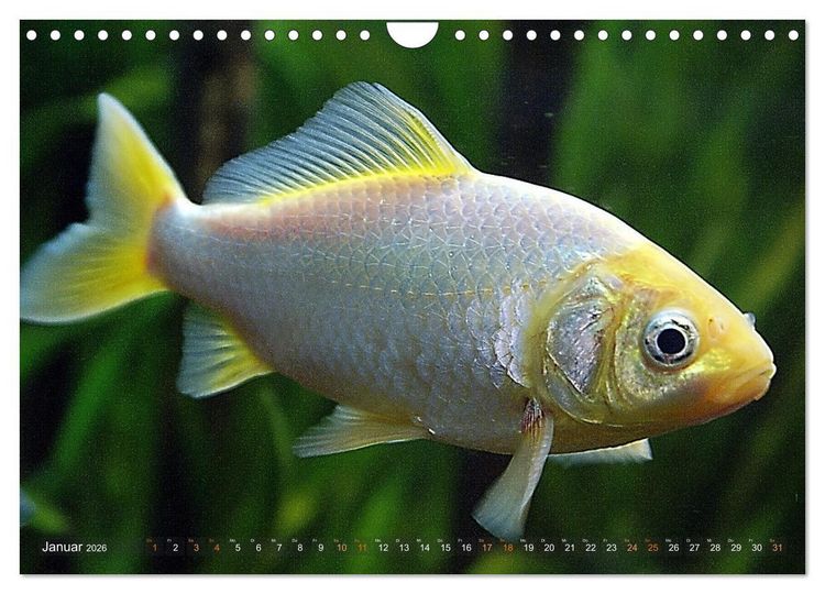 Produktbild: Goldfischportraits (Wandkalender 2026 DIN A4 quer), CALVENDO Monatskalender