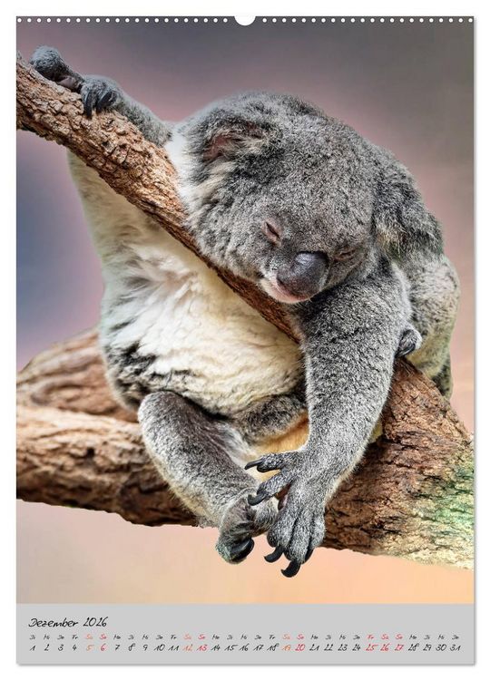 Produktbild: Koala, kleiner B&auml;r (Wandkalender 2026 DIN A2 hoch), CALVENDO Monatskalender