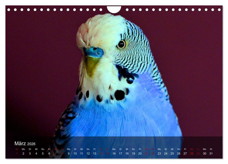 Produktbild: Wellensittiche - gesellige Freunde (Wandkalender 2026 DIN A4 quer), CALVENDO Monatskalender