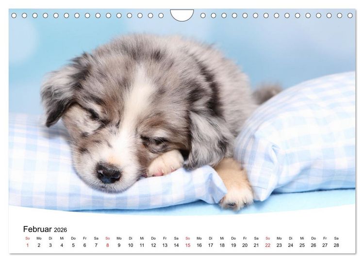 Produktbild: S&uuml;&szlig;e Tr&auml;ume 2026 - schlafende Hundewelpen (Wandkalender 2026 DIN A4 quer), CALVENDO Monatskalender