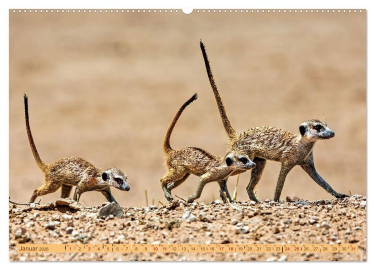 Produktbild: Afrikas Tierwelt - Erdm&auml;nnchen (Wandkalender 2026 DIN A2 quer), CALVENDO Monatskalender