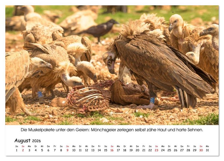 Produktbild: Die Geier sind los (Wandkalender 2026 DIN A4 quer), CALVENDO Monatskalender