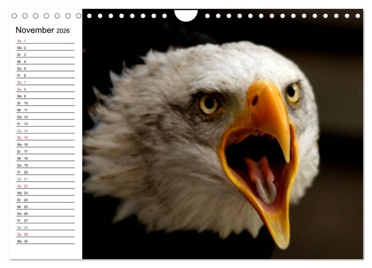 Produktbild: Der Wei&szlig;kopfseeadler (Wandkalender 2026 DIN A4 quer), CALVENDO Monatskalender