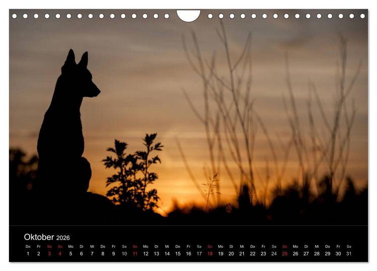 Produktbild: Belgische Sch&auml;ferhunde - Der Malinois im Licht (Wandkalender 2026 DIN A4 quer), CALVENDO Monatskalender