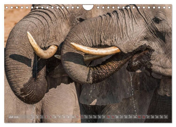 Produktbild: Elefanten in Afrika - Die mit den gro&szlig;en Ohren (Wandkalender 2026 DIN A4 quer), CALVENDO Monatskalender