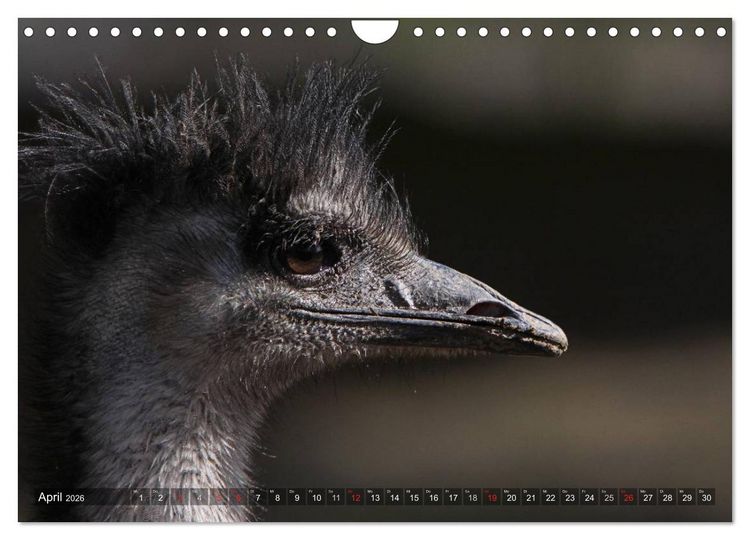 Produktbild: Strau&szlig; & Co. (Wandkalender 2026 DIN A4 quer), CALVENDO Monatskalender