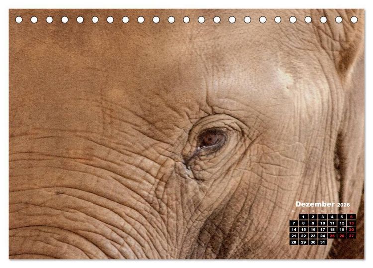 Produktbild: Bedrohte Riesen - Elefanten in Sri Lanka (Tischkalender 2026 DIN A5 quer), CALVENDO Monatskalender