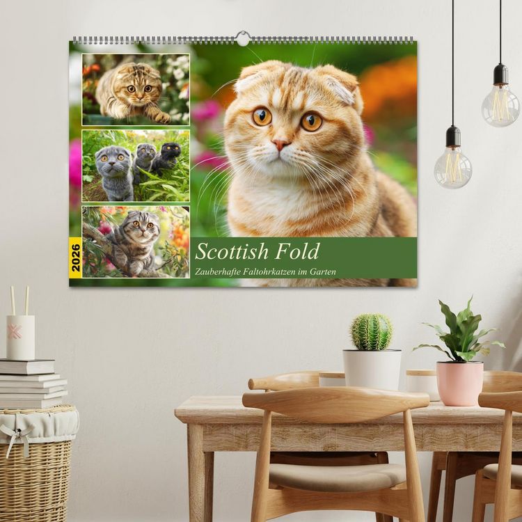 Produktbild: Scottish Fold. Zauberhafte Faltohrkatzen im Garten (Wandkalender 2026 DIN A2 quer), CALVENDO Monatskalender