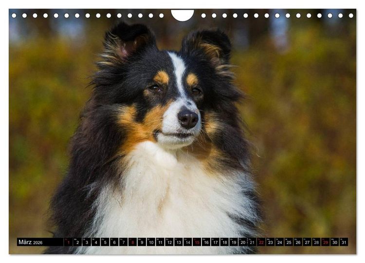 Produktbild: Traumhund Sheltie (Wandkalender 2026 DIN A4 quer), CALVENDO Monatskalender