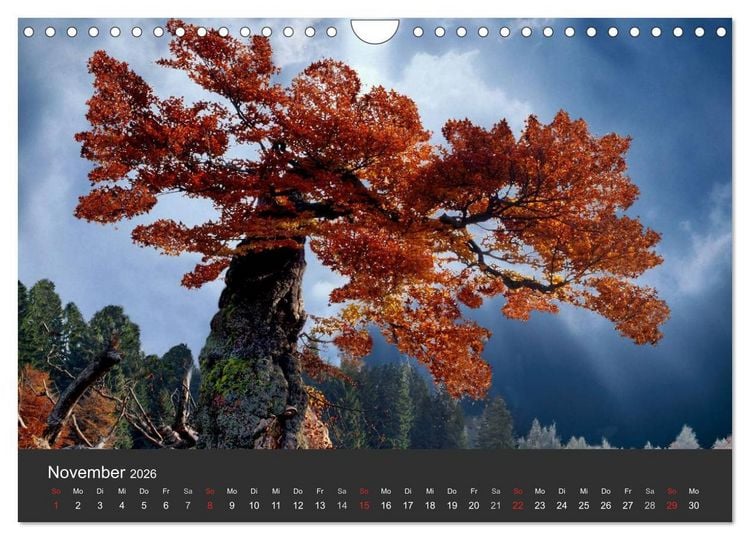 Produktbild: Alte B&auml;ume Alte Veteranen (Wandkalender 2026 DIN A4 quer), CALVENDO Monatskalender