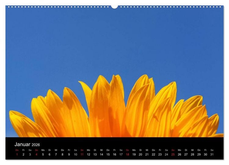 Produktbild: Sonnenblumen (Wandkalender 2026 DIN A2 quer), CALVENDO Monatskalender