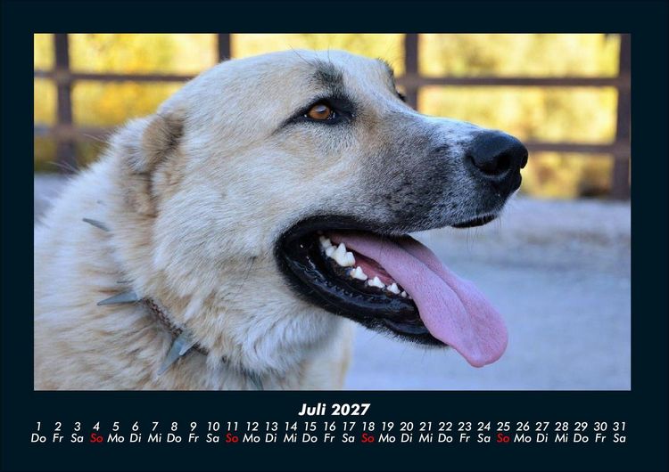 Produktbild: Tierkalender 2027 Fotokalender DIN A4