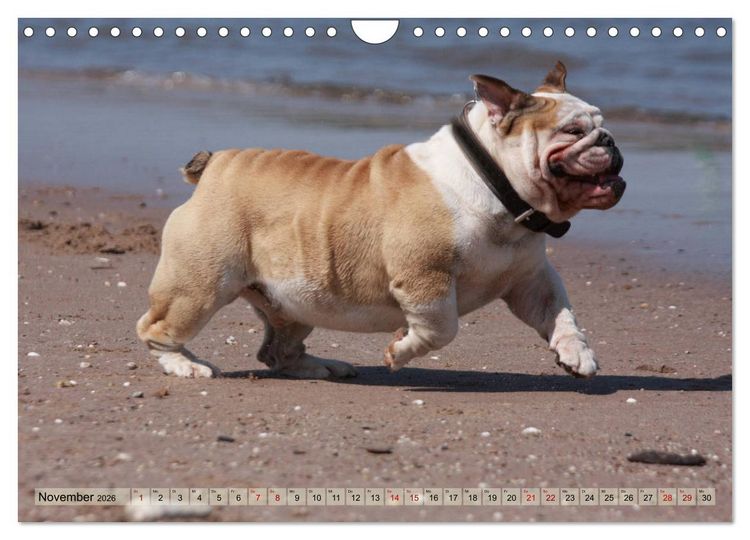 Produktbild: Bulldoggen - Englische und Franz&ouml;sische Bulldoggen (Wandkalender 2026 DIN A4 quer), CALVENDO Monatskalender