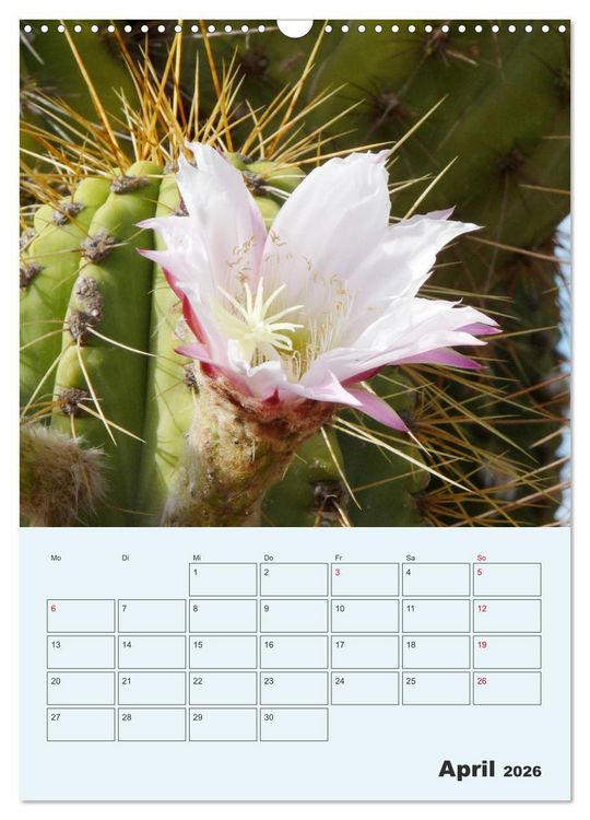 Produktbild: Wehrhafte Sukkulenten (Wandkalender 2026 DIN A3 hoch), CALVENDO Monatskalender