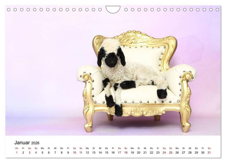 Produktbild: Walliser Schwarznasenschaf Valais Blacknose Sheep (Wandkalender 2026 DIN A4 quer), CALVENDO Monatskalender
