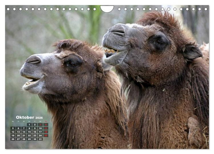 Produktbild: Kamele (Wandkalender 2026 DIN A4 quer), CALVENDO Monatskalender