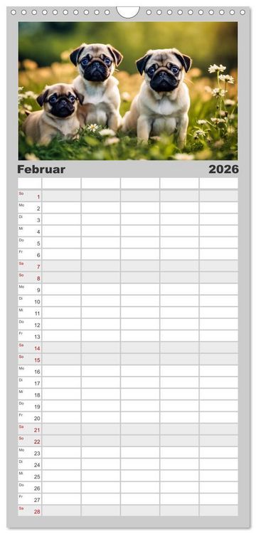 Produktbild: Familienplaner 2026 - M&ouml;pse - quirlige Charmebolzen mit 5 Spalten (Wandkalender, 21 x 45 cm) CALVENDO