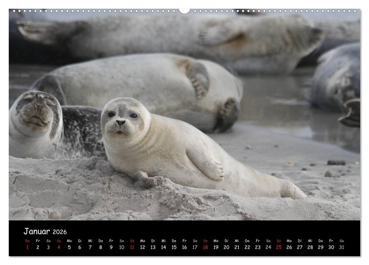 Produktbild: Kegelrobben und Seehunde (Wandkalender 2026 DIN A2 quer), CALVENDO Monatskalender
