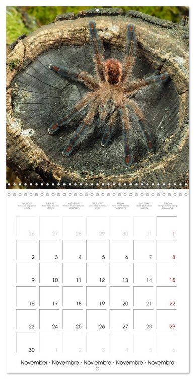 Produktbild: Spider synphony (Wall Calendar 2026 12 &times; 12 Inch) CALVENDO 12 Month Wall Calendar