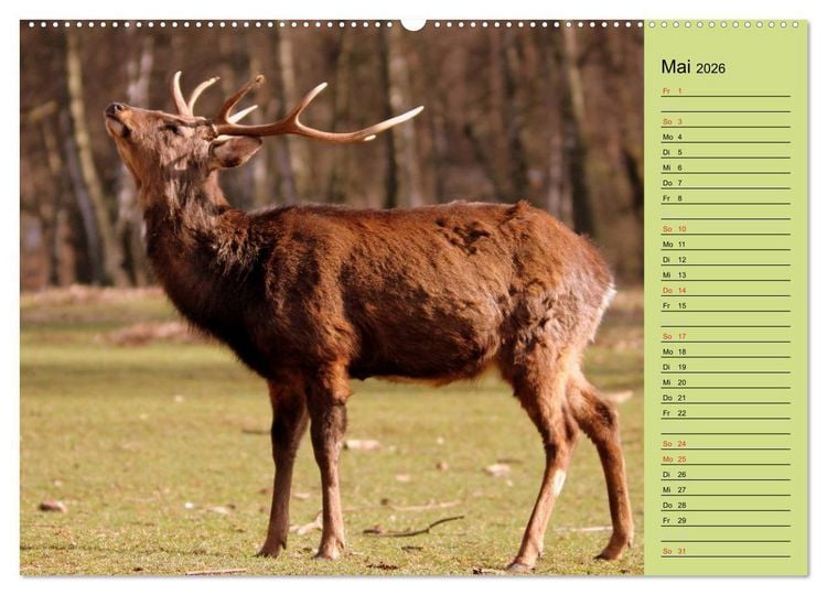 Produktbild: Hirsche - K&ouml;nige des Waldes/Geburtstagskalender (hochwertiger Premium Wandkalender 2026 DIN A2 quer), Kunstdruck in Hochglanz