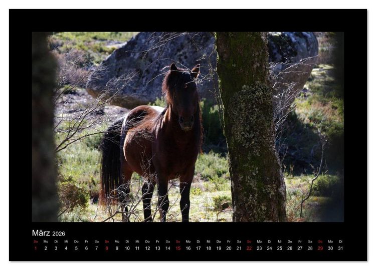 Produktbild: Garranos - Bedrohte Wildpferde Europas (Tischkalender 2026 DIN A5 quer), CALVENDO Monatskalender
