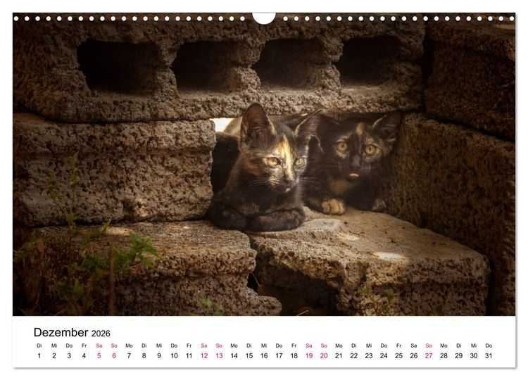 Produktbild: Katzenjahr 2026 (Wandkalender 2026 DIN A3 quer), CALVENDO Monatskalender