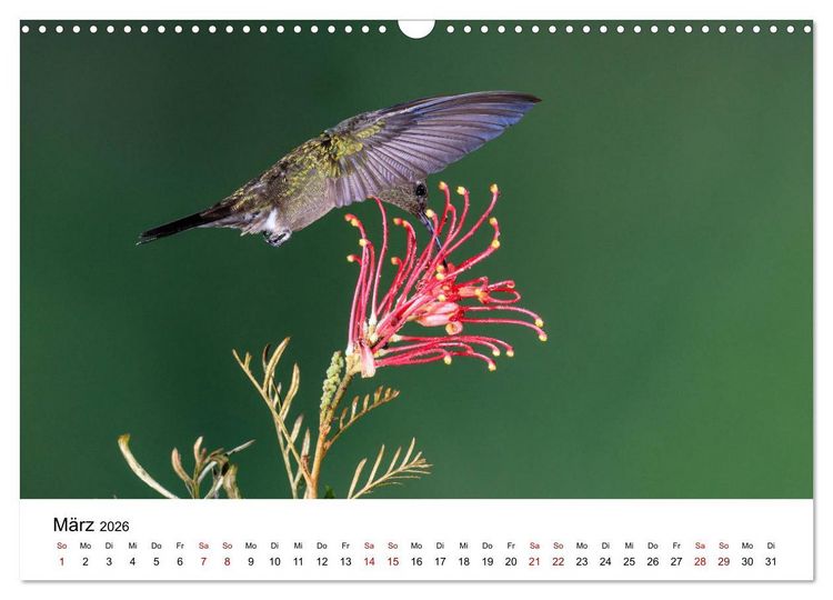 Produktbild: Kolibris - Flugk&uuml;nstler im Regenwald (Wandkalender 2026 DIN A3 quer), CALVENDO Monatskalender
