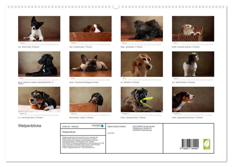 Produktbild: Welpenblicke (hochwertiger Premium Wandkalender 2026 DIN A2 quer), Kunstdruck in Hochglanz