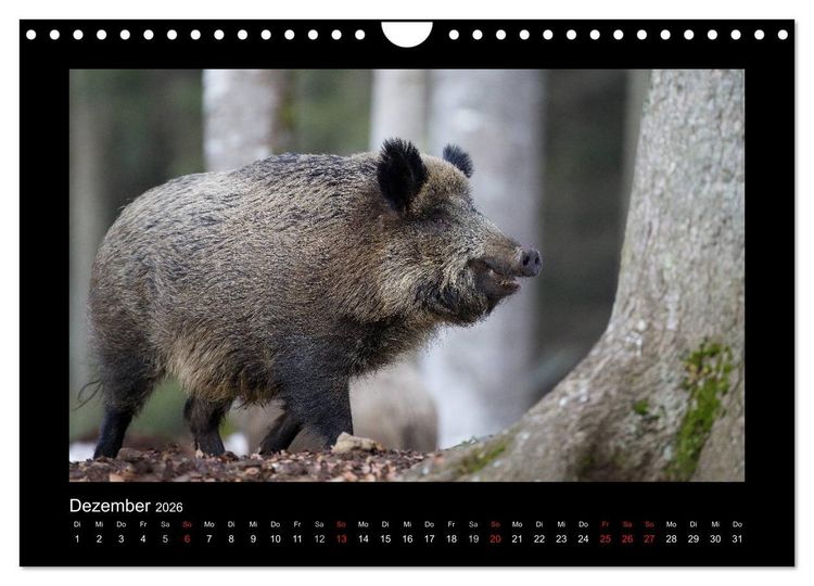 Produktbild: Wolf, Luchs und Co. - Tierbilder aus dem Bayerischen Wald (Wandkalender 2026 DIN A4 quer), CALVENDO Monatskalender