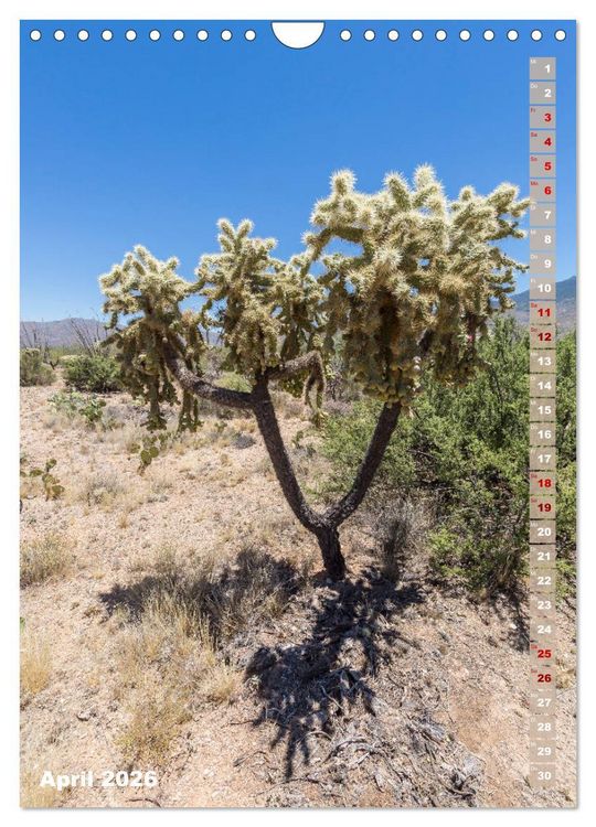 Produktbild: SAGUARO NATIONAL PARK W&uuml;stenimpressionen aus Arizona (Wandkalender 2026 DIN A4 hoch), CALVENDO Monatskalender