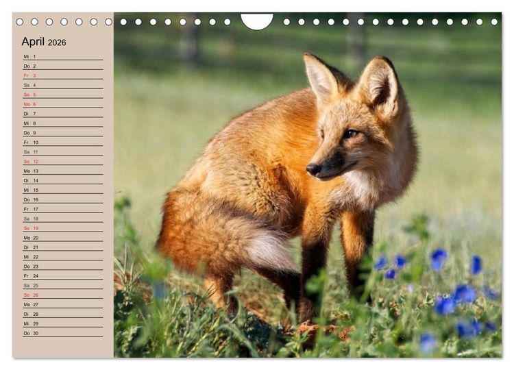 Produktbild: Der Fuchs. Bezaubernder Geselle (Wandkalender 2026 DIN A4 quer), CALVENDO Monatskalender