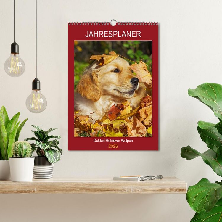 Produktbild: Jahresplaner Golden Retriever Welpen (Wandkalender 2026 DIN A3 hoch), CALVENDO Monatskalender