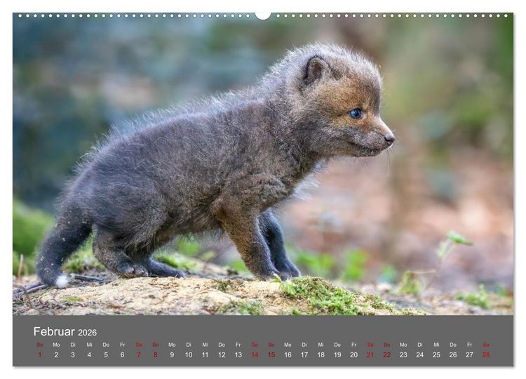 Produktbild: Augen auf - versteckte Tierwelt (Wandkalender 2026 DIN A2 quer), CALVENDO Monatskalender