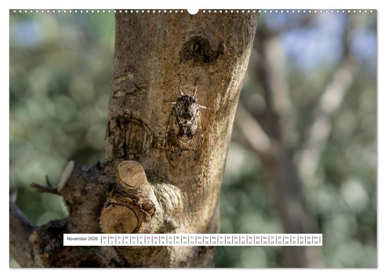 Produktbild: Impressionen der Provence (Wandkalender 2026 DIN A2 quer), CALVENDO Monatskalender