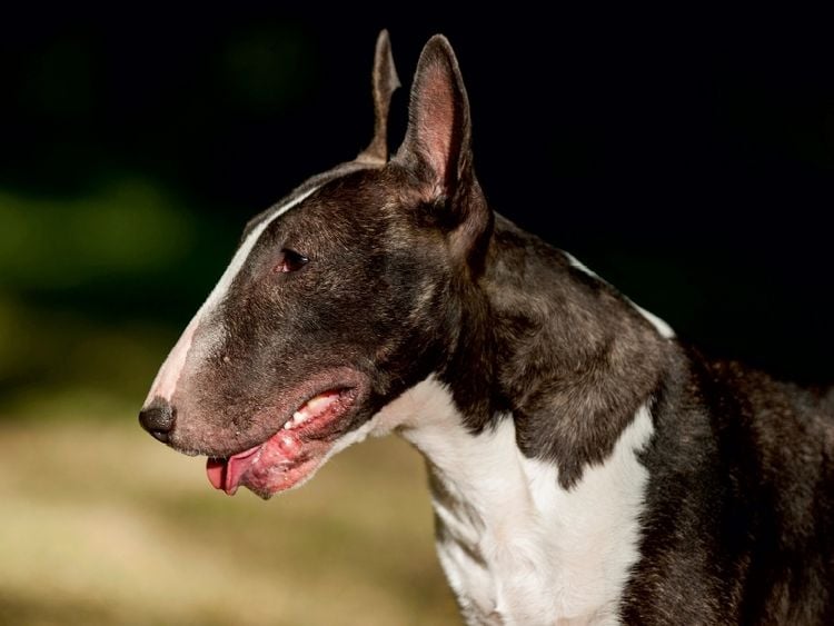 Produktbild: CALVENDO Puzzle Ein Motiv aus dem Kalender Bullterrier | 1000 Teile Lege-Gr&ouml;&szlig;e 64x48cm Foto-Puzzle f&uuml;r gl&uuml;ckliche Stunden