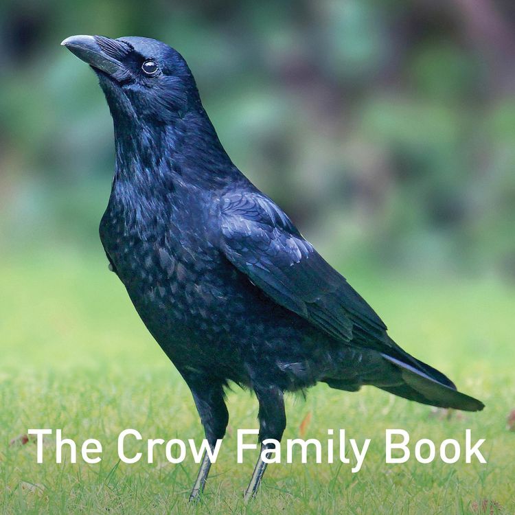 Produktbild: Crow Family Book