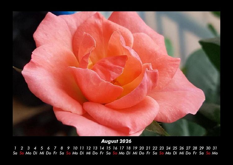 Produktbild: Rosentraum 2026 Fotokalender DIN A3