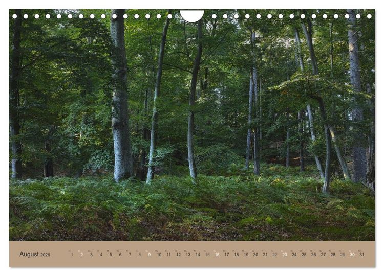Produktbild: Unser Wald - Magische Sichten in norddeutsche W&auml;lder (Wandkalender 2026 DIN A4 quer), CALVENDO Monatskalender